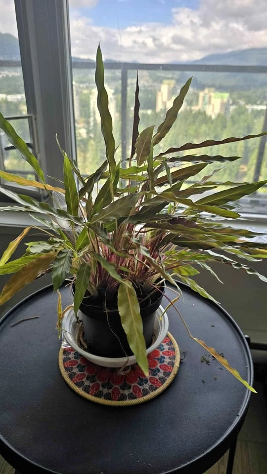 Calathea Rufibarba Furry Feather Houseplant