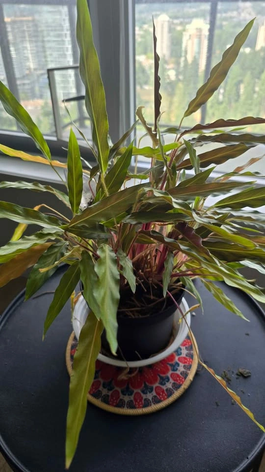 Calathea Rufibarba Furry Feather Houseplant - photo 2