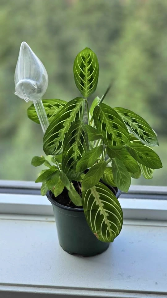 Maranta Lemon Lime Prayer Plant