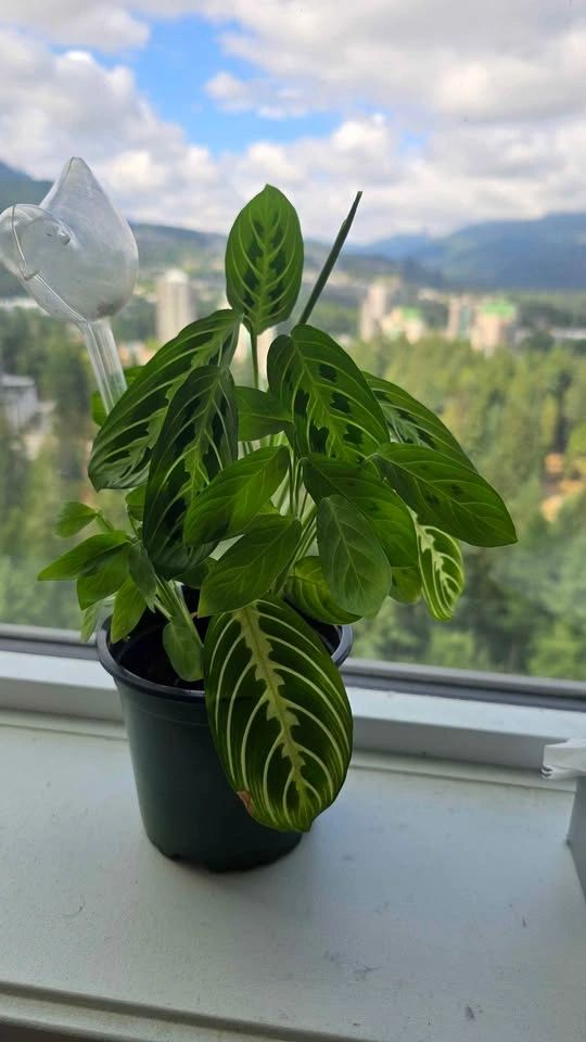 Maranta Lemon Lime Prayer Plant - photo 2