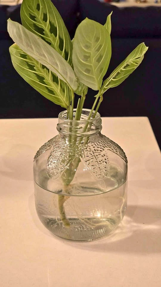 Rooted Maranta Prayer Plant Cutting