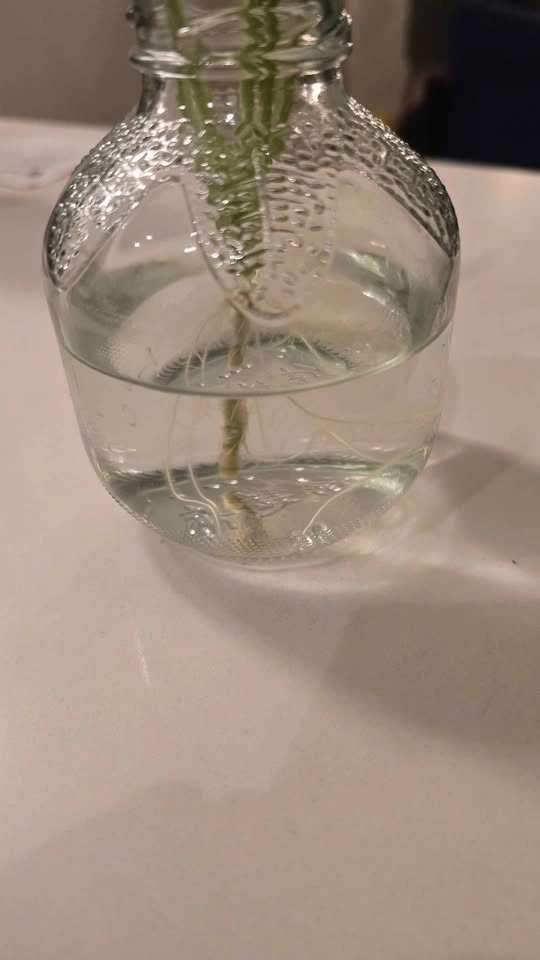 Rooted Maranta Prayer Plant Cutting - photo 2