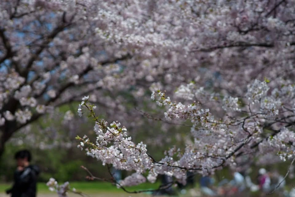 Samyang 85mm f1.4 for Sony E Mount (Manual Focus Only) - photo 5