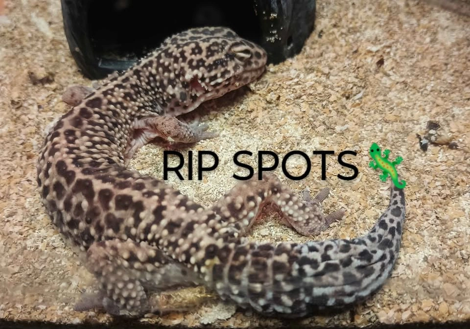 Desert reptile tank - photo 3