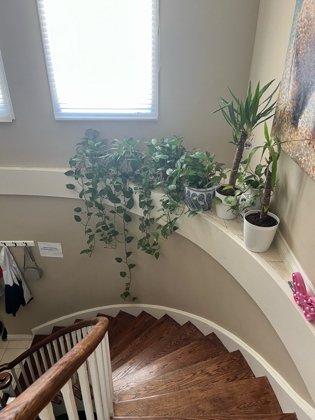 Plants