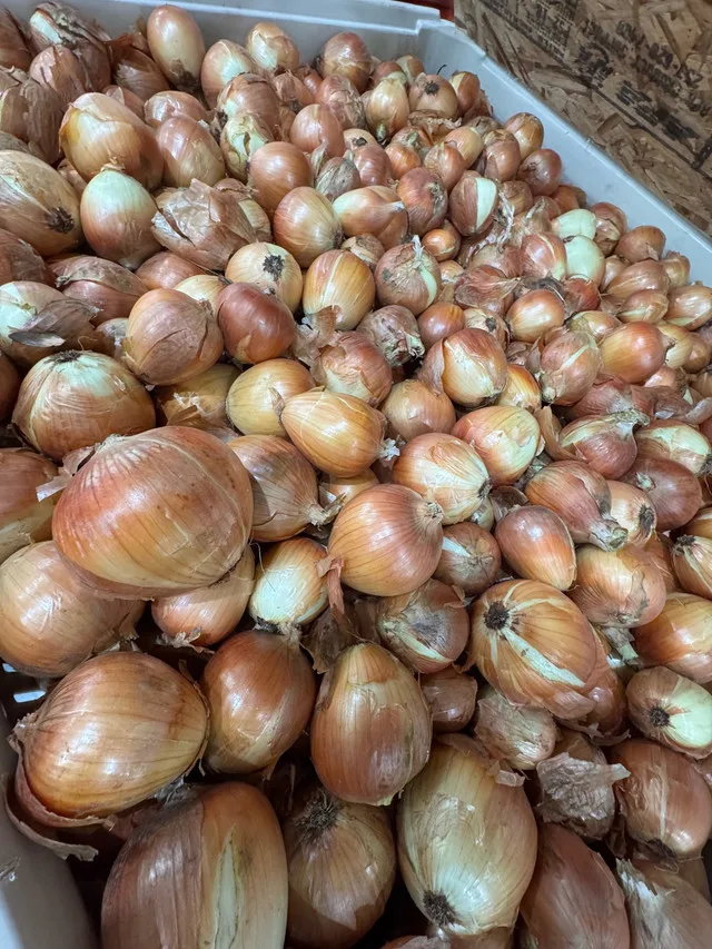 Sedona and Montero storage onions image indicator(4)