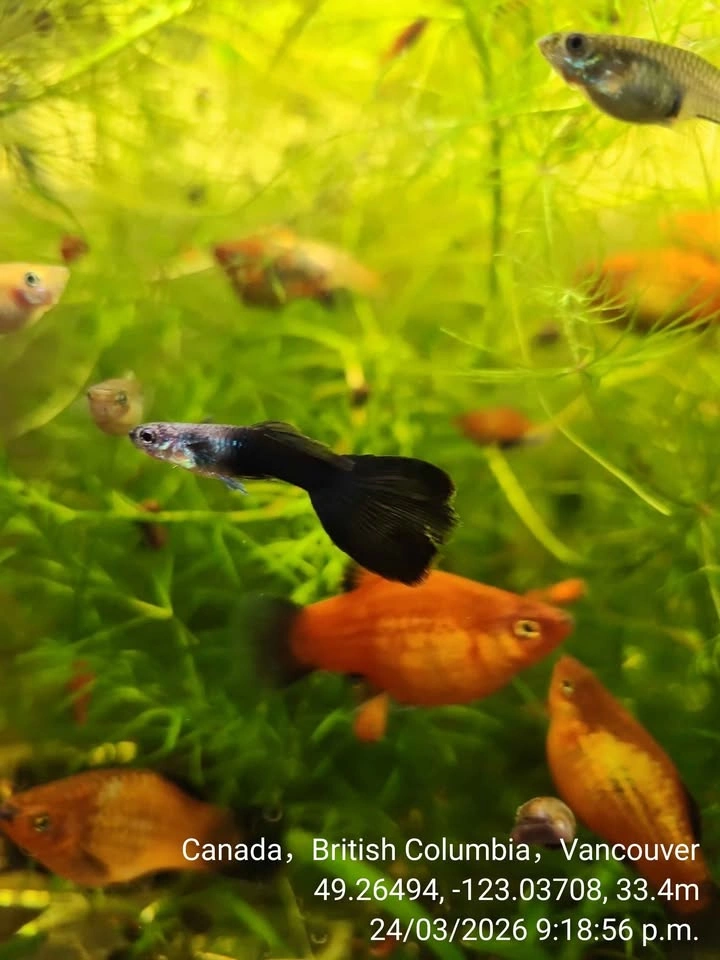 Secert to  giant beautiful  platys and guppies