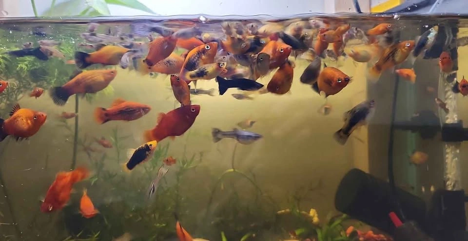 Secert to  giant beautiful  platys and guppies - photo 2