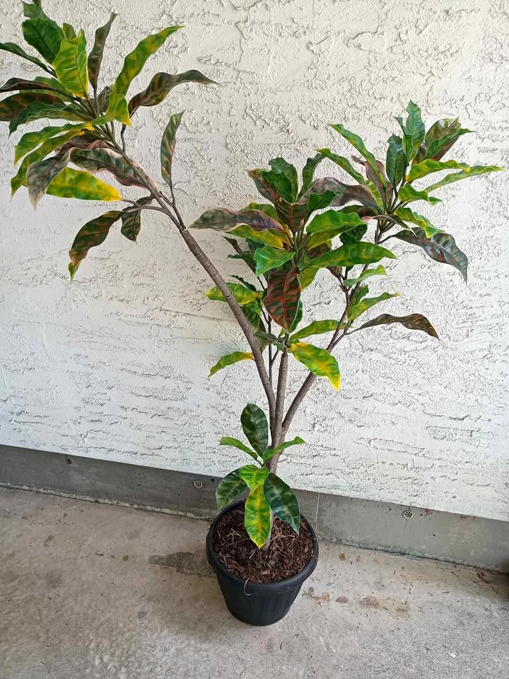 4ft Artificial Croton Plant - Realistic Faux