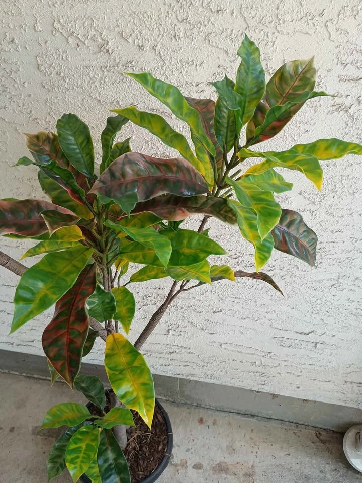4ft Artificial Croton Plant - Realistic Faux - photo 2