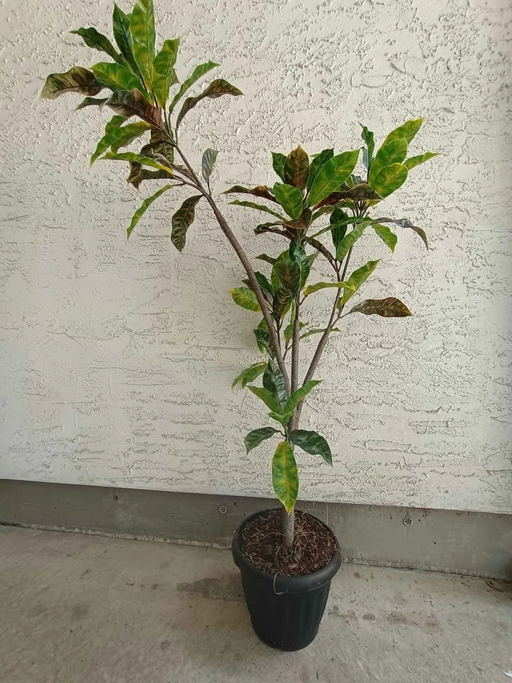 4ft Artificial Croton Plant - Realistic Faux - photo 3