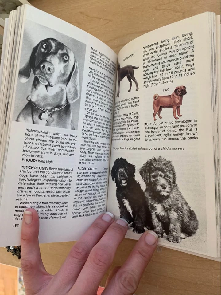 Vintage Dell Encyclopedia of Dogs Book - photo 4