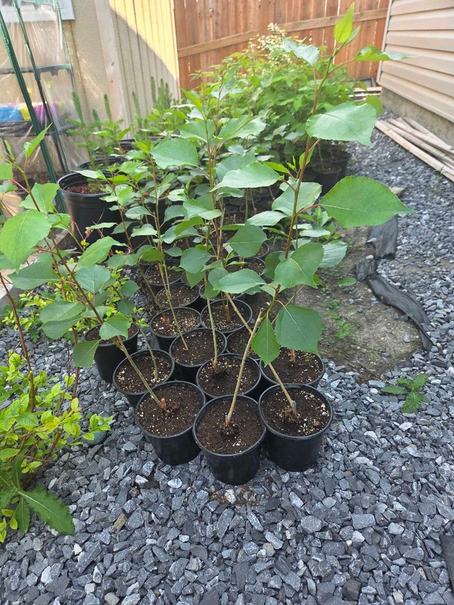 saplings