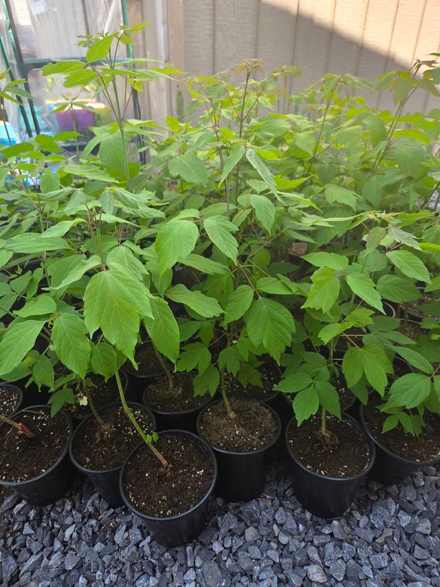 saplings - photo 3