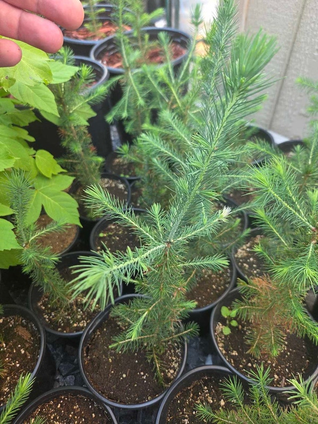 saplings - photo 5
