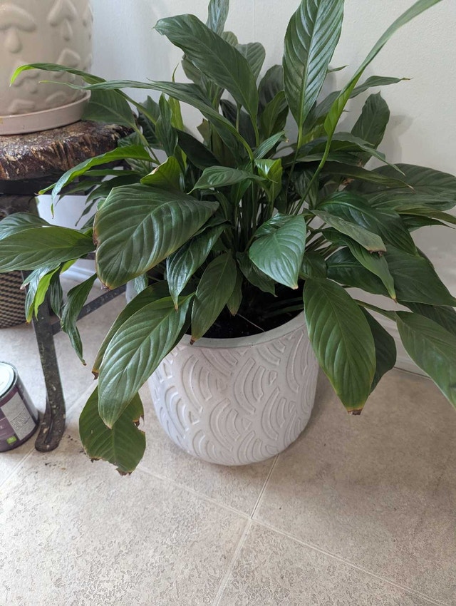 Peace Lily in Decorative Ceramic Pot