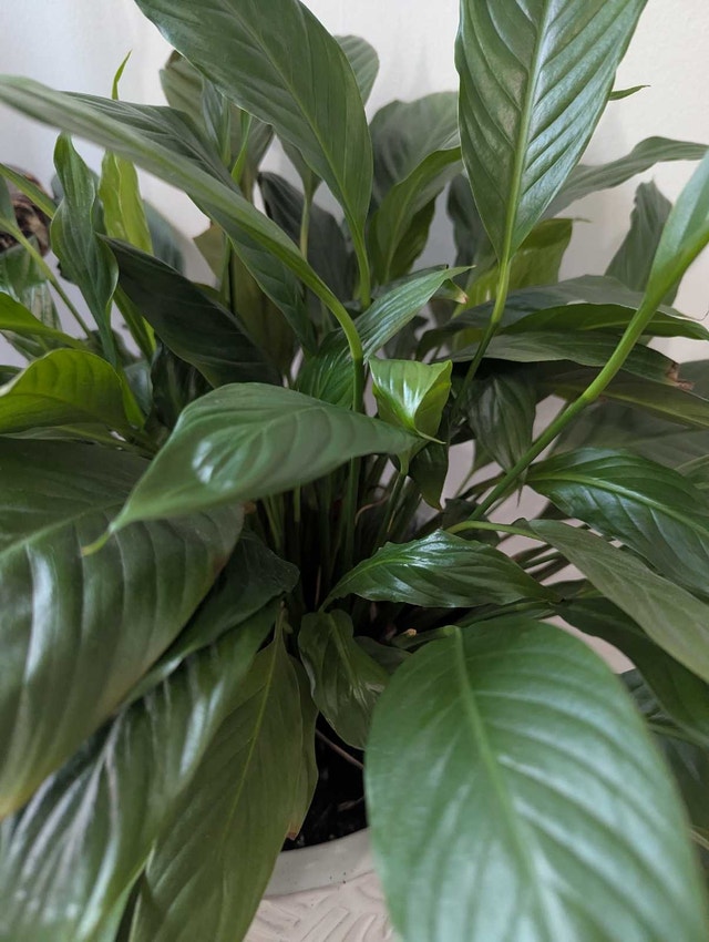 Peace Lily in Decorative Ceramic Pot - photo 2