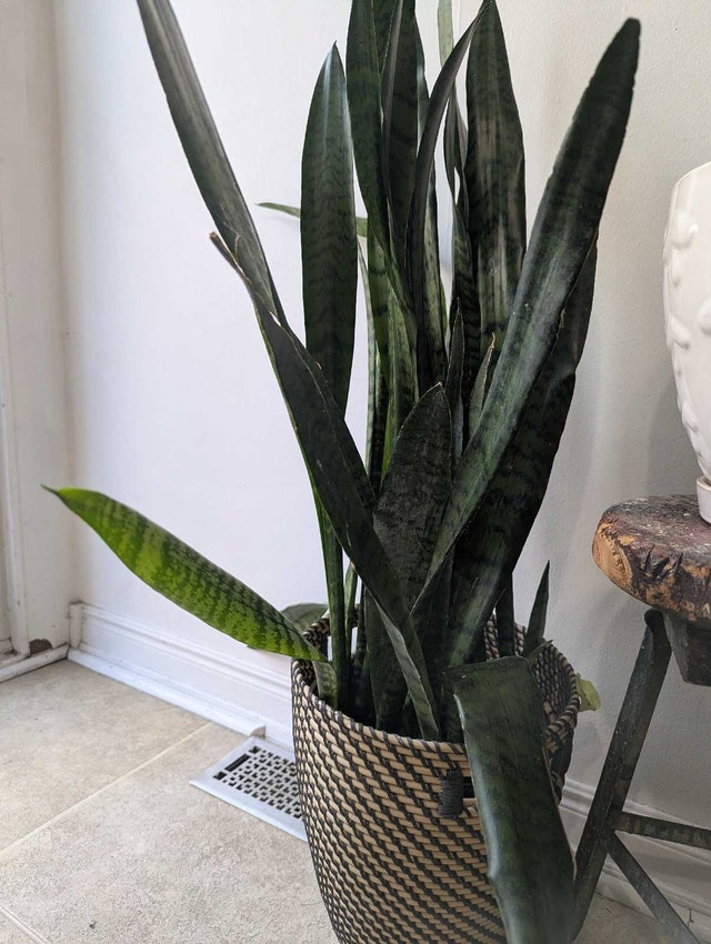 Snake Plant in Decorative Basket