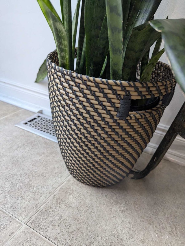 Snake Plant in Decorative Basket - photo 2