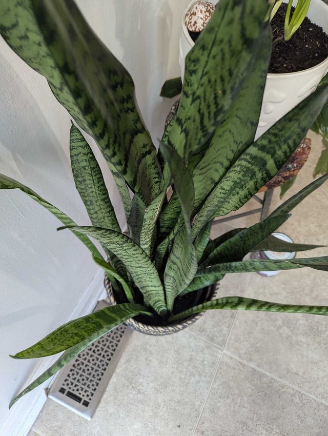 Snake Plant in Decorative Basket - photo 3