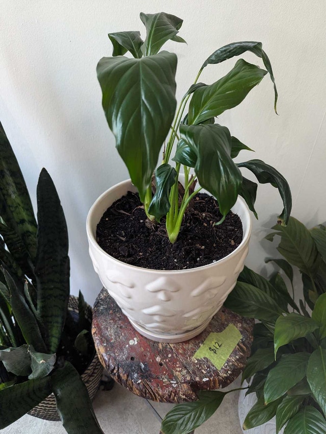 Peace Lily in Mushroom Patterned Ceramic Pot