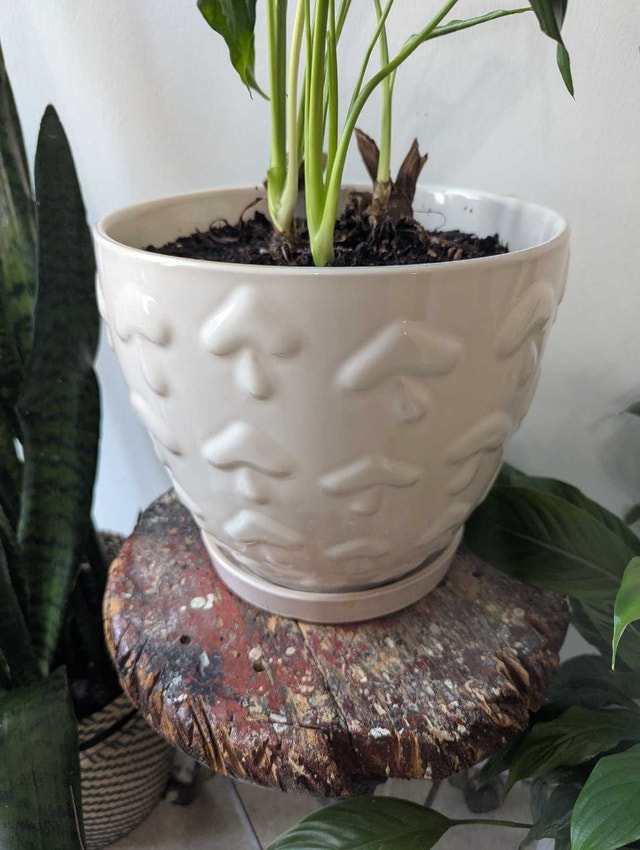 Peace Lily in Mushroom Patterned Ceramic Pot - photo 2