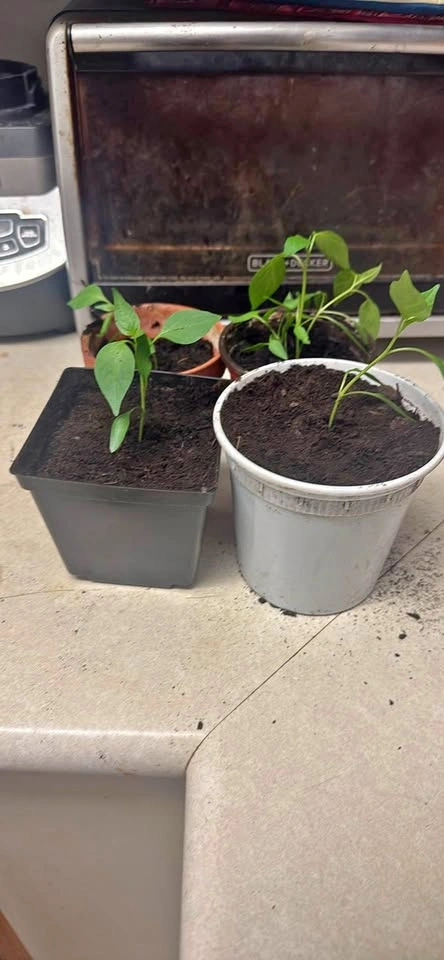 Cayenne Pepper Seedlings