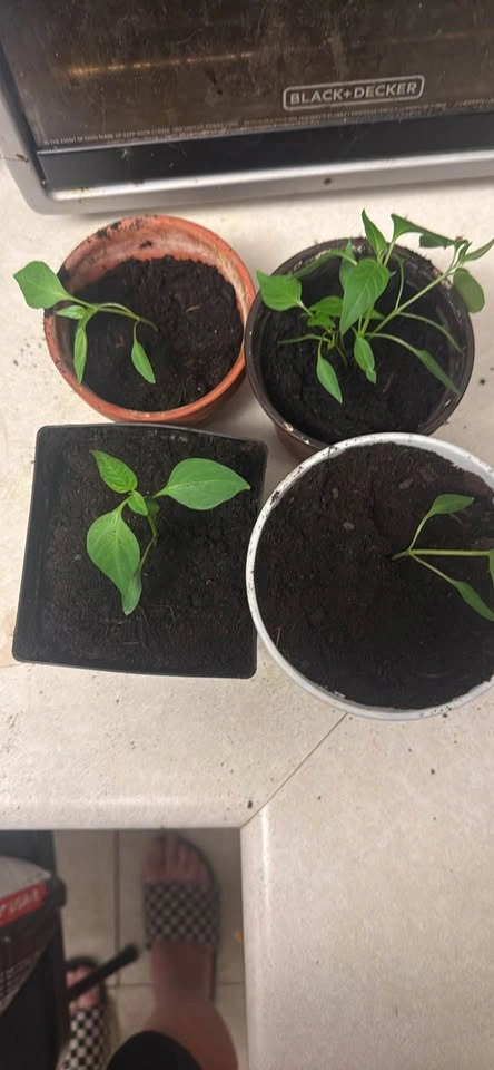 Cayenne Pepper Seedlings - photo 2