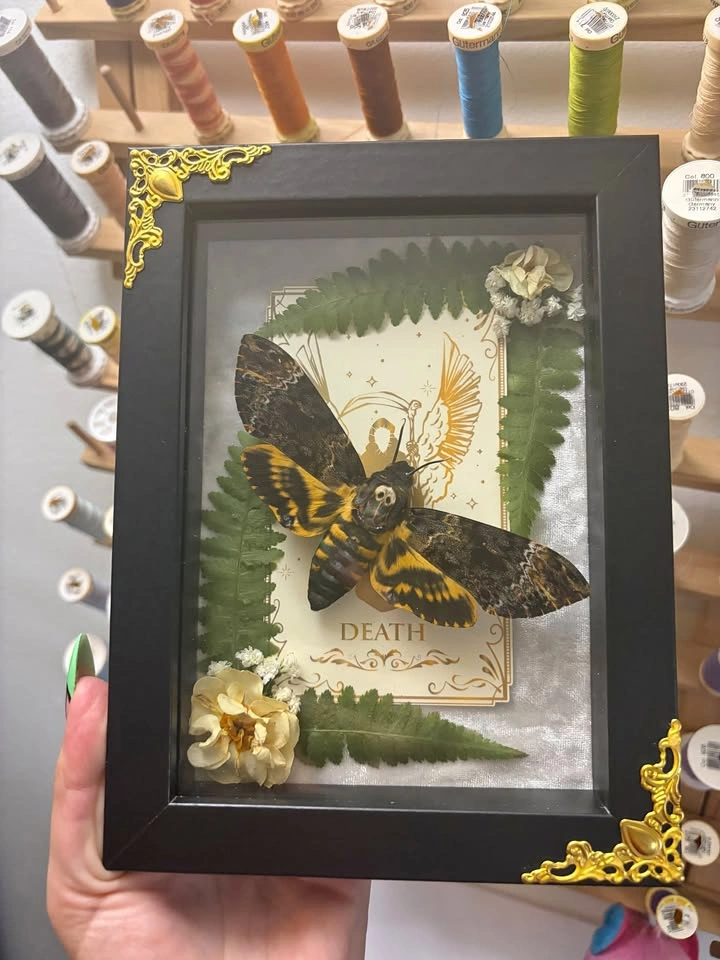 Deathshead Moth Frame with Tarot card and Dried flowers