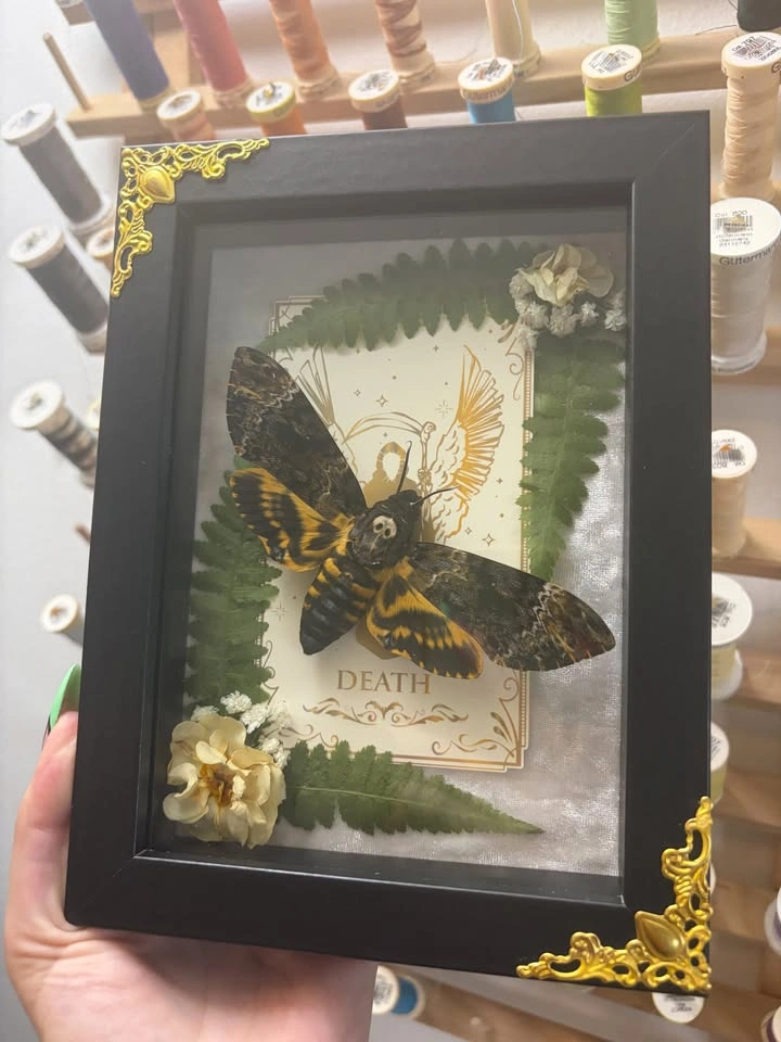 Deathshead Moth Frame with Tarot card and Dried flowers - photo 2