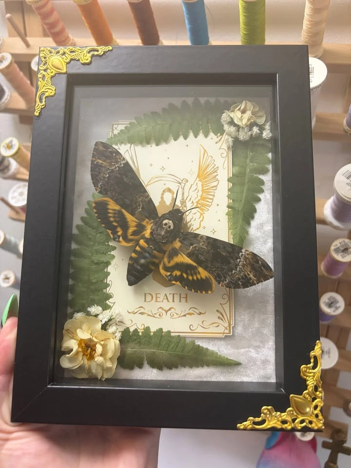 Deathshead Moth Frame with Tarot card and Dried flowers - photo 3