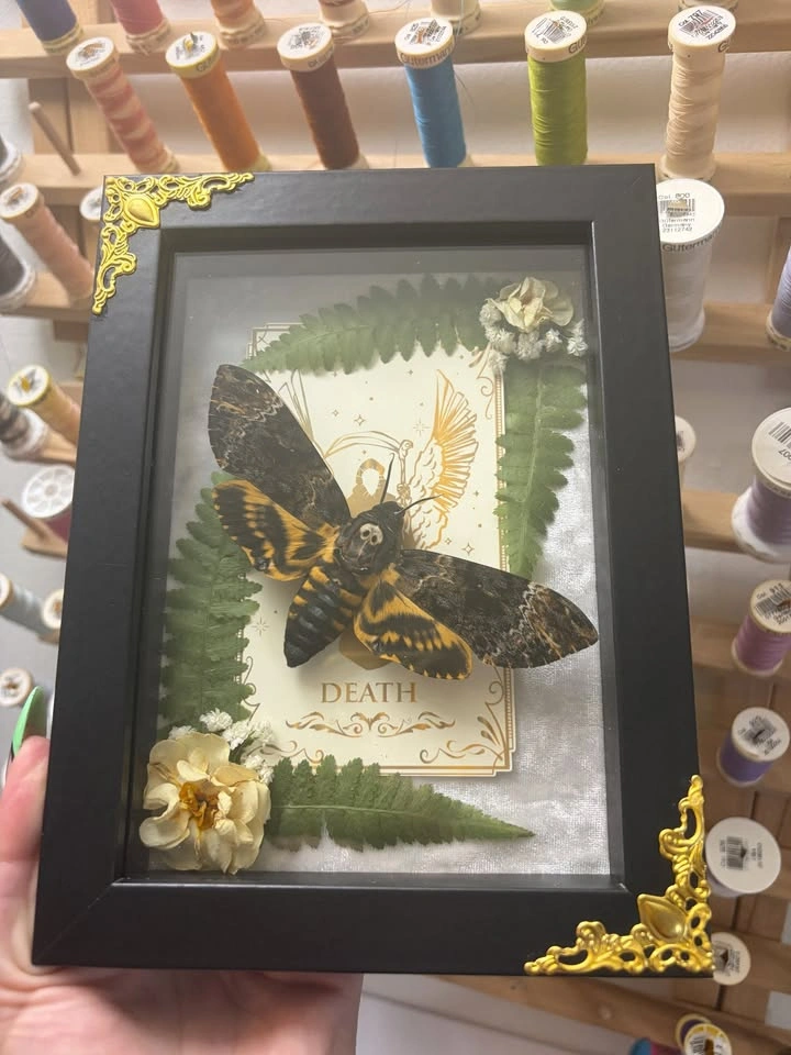 Deathshead Moth Frame with Tarot card and Dried flowers - photo 4