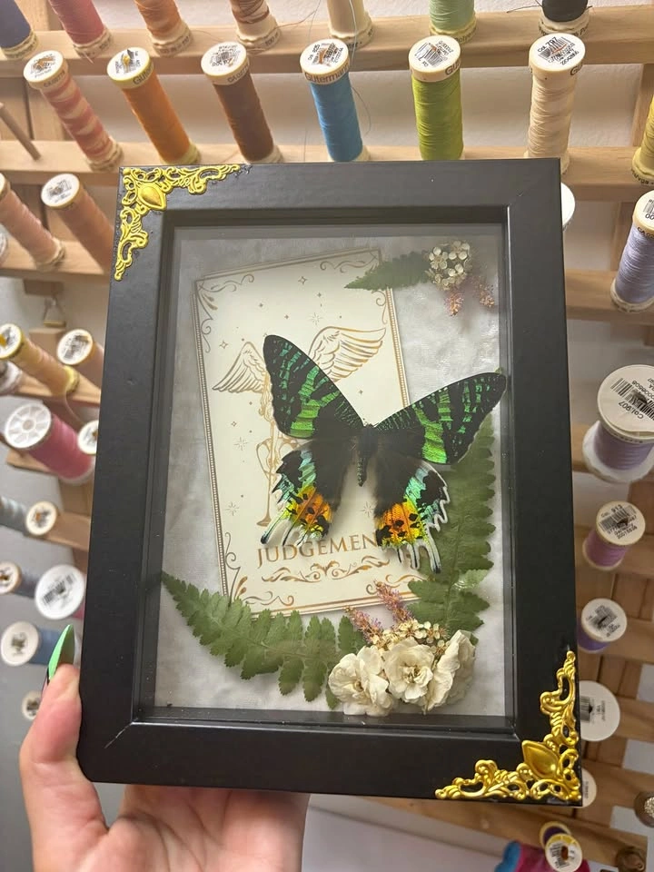 Sunset Moth Frame with Tarot card and Dried flowers