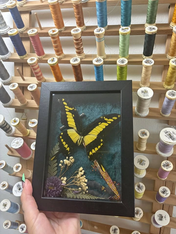 King Swallowtail frame with Rhinestoned Daggers