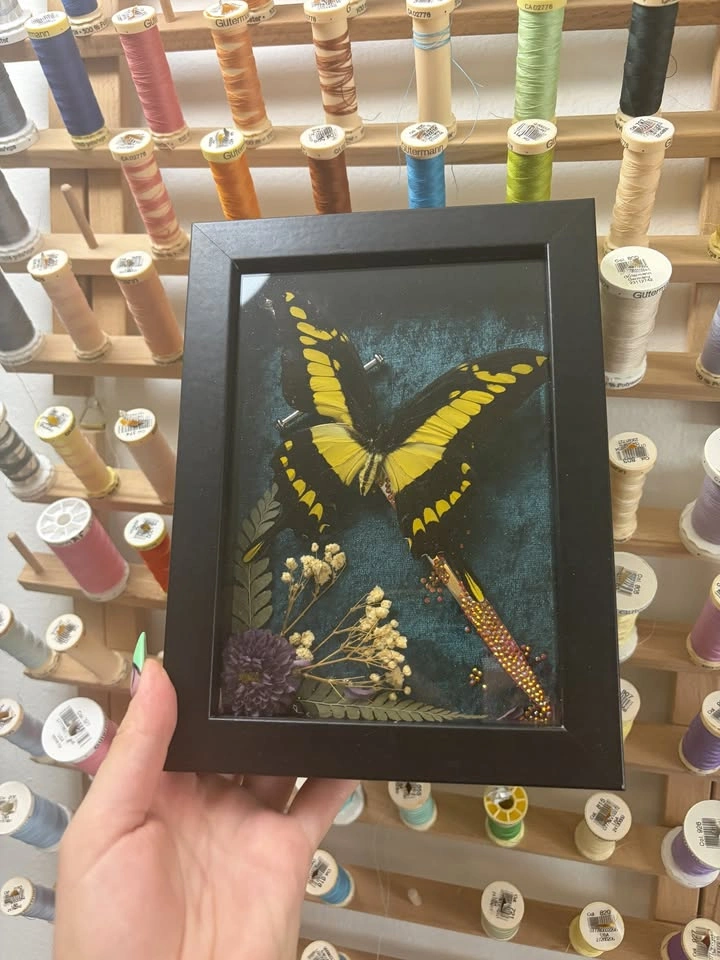 King Swallowtail frame with Rhinestoned Daggers - photo 3