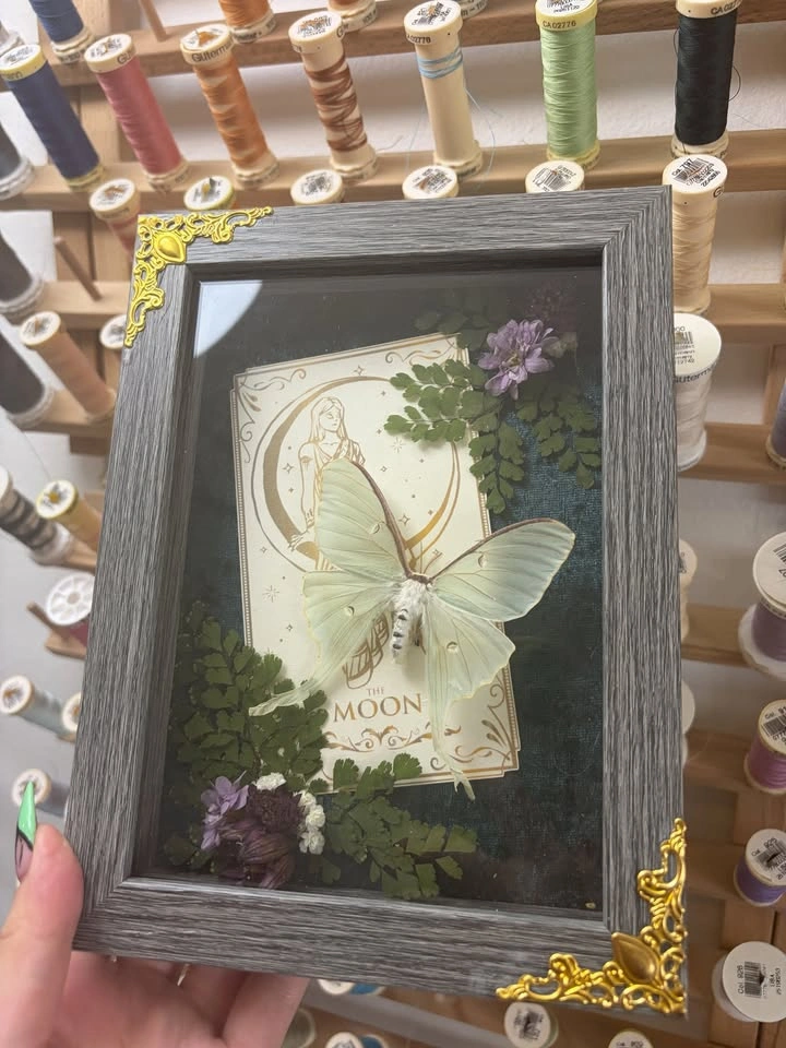 Luna Moth Frame with Tarot Card - photo 3