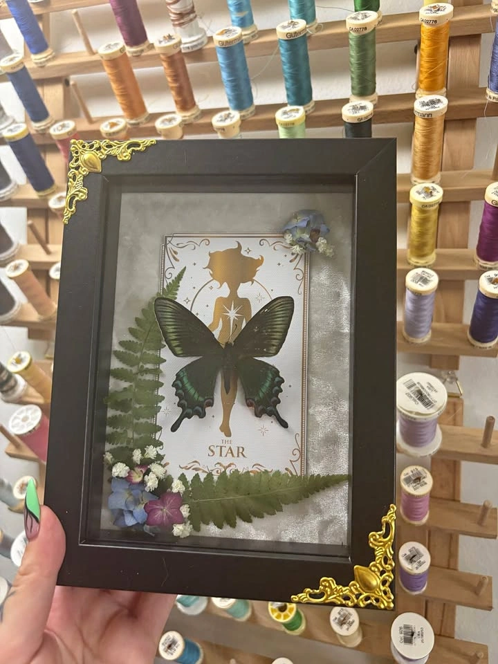 Alpine Black Swallowtail Butterfly frame with Tarot Card