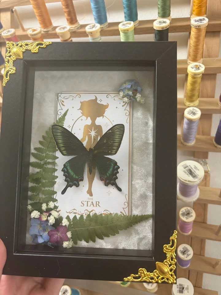 Alpine Black Swallowtail Butterfly frame with Tarot Card - photo 2