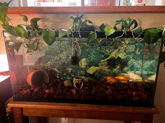 33 Gallon Fish Tank