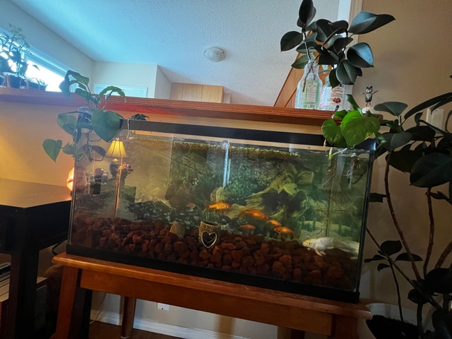 33 Gallon Fish Tank - photo 2