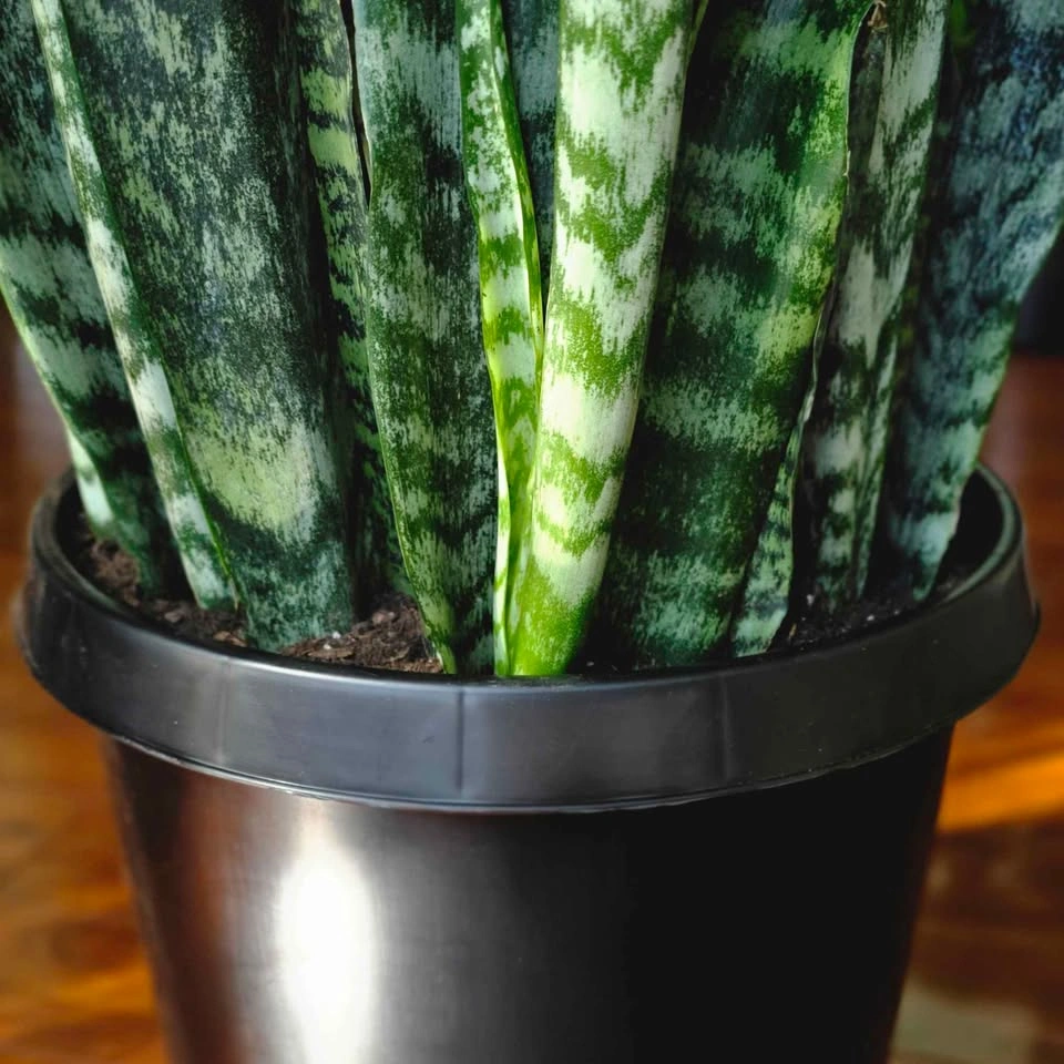 Ultra-Dense Snake Plant | Premium Statement Floor Houseplant - photo 3