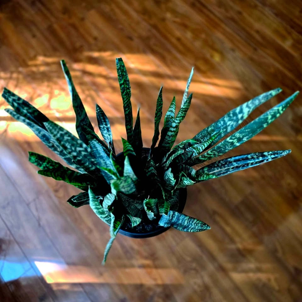 Ultra-Dense Snake Plant | Premium Statement Floor Houseplant - photo 4