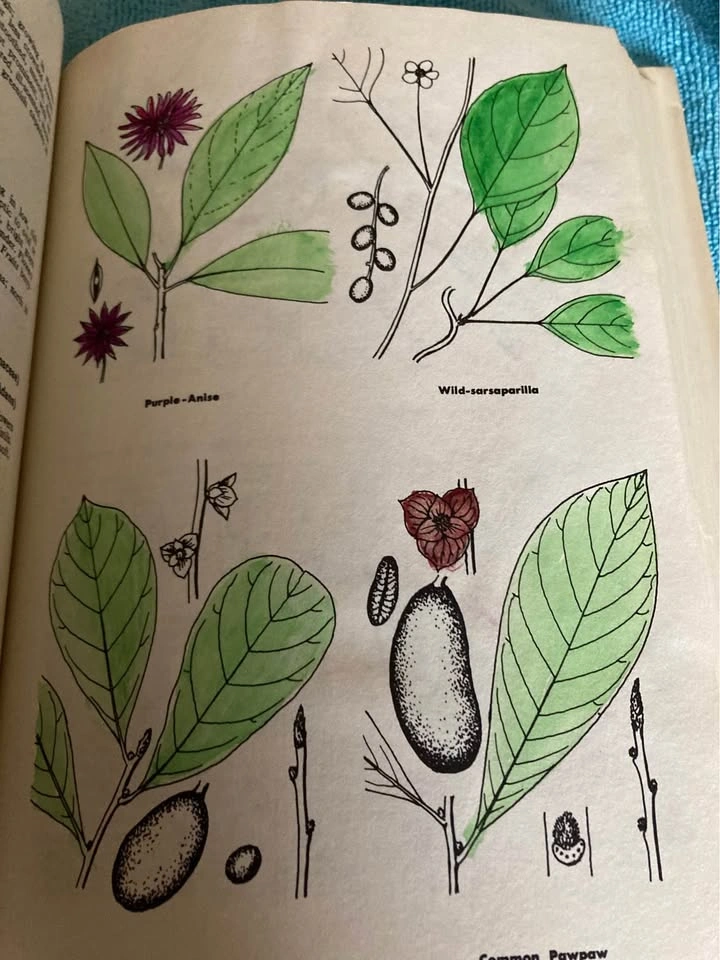 Estate Sale Vintage 1966 “How To Recognize Shrubs” Hardcover - photo 2