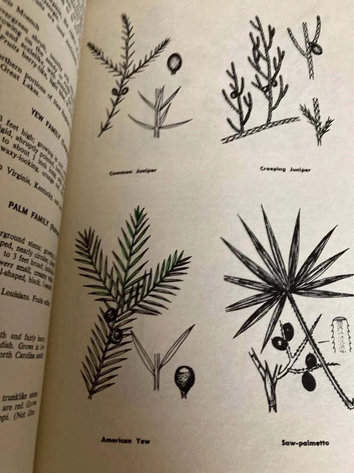 Estate Sale Vintage 1966 “How To Recognize Shrubs” Hardcover - photo 3