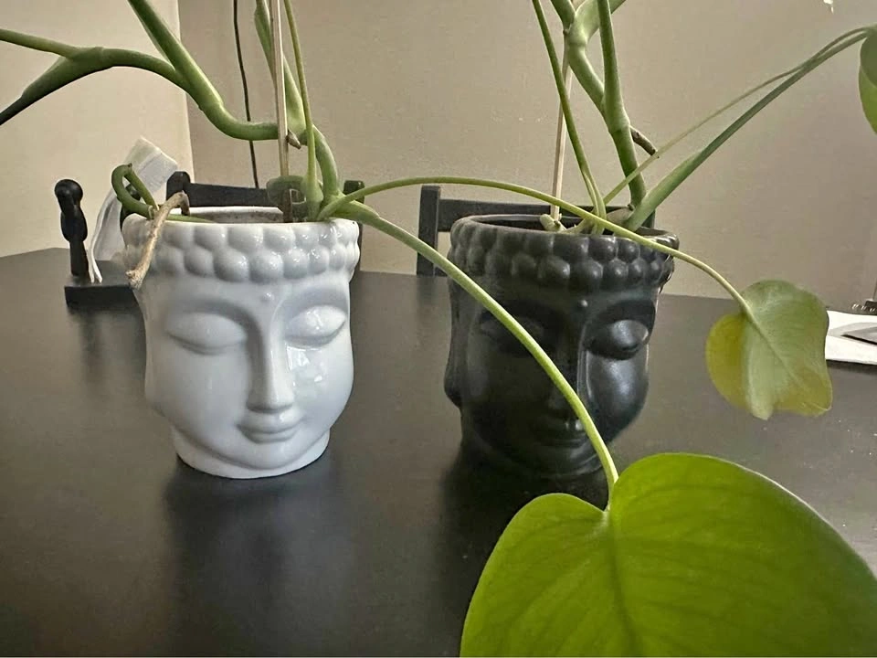 Monstera Deliciosa + Pots