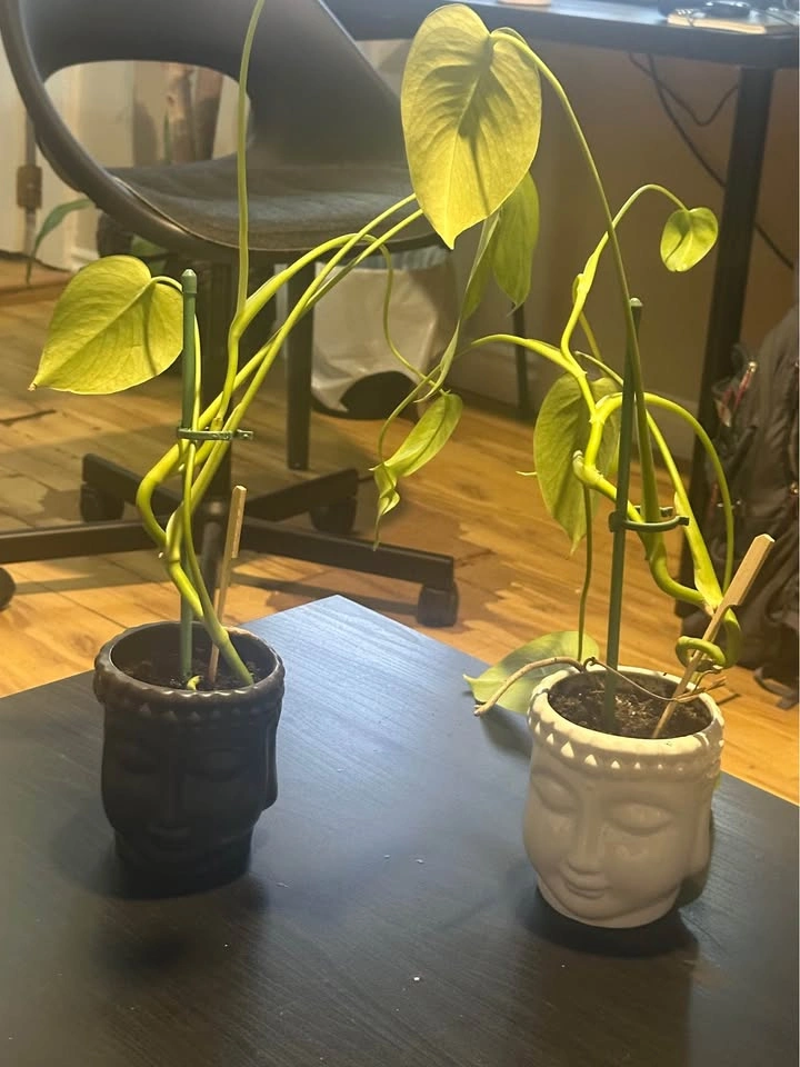 Monstera Deliciosa + Pots - photo 2