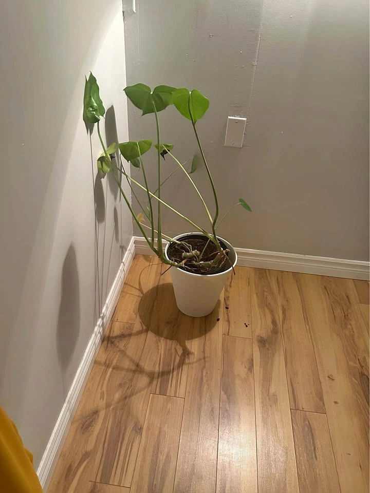 Beautiful Monstera Deliciosa