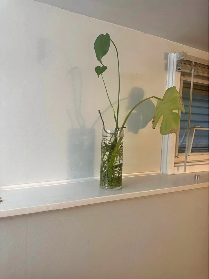 Monstera Deliciosa in Glass Vase (Water Grown / Fully Rooted)