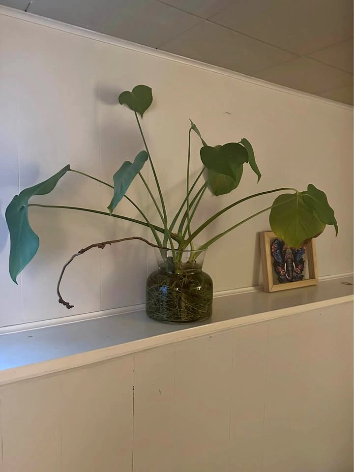 Monstera Deliciosa in Glass Vase (Water Grown / Fully Rooted)