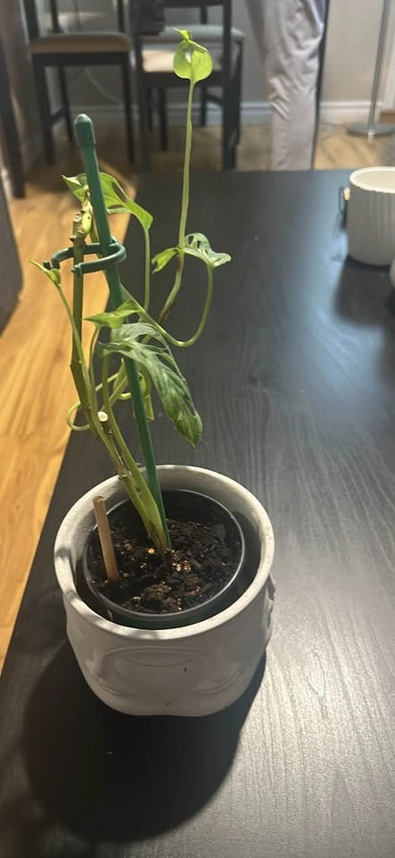 Monstera Adansonii (Swiss Cheese Plant) in Unique Face Planter - photo 2